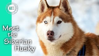 Meet the Siberian Husky [upl. by Hilbert]