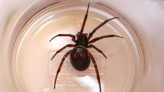 False widow spiders what you need to know [upl. by Roinuj]