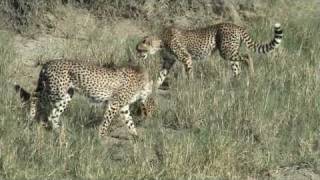 Serval Vs Cheetahs in Serengeti [upl. by Retrop]