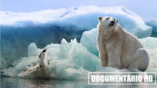 DOCUMENTÁRIO HD DESBRAVANDO A ANTÁRTICA [upl. by Latoyia]