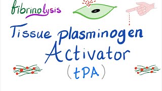 Tissue Plasminogen Activator tPA [upl. by Combe]