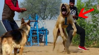 Bully Kutta attacks a German Shepherd [upl. by Previdi229]