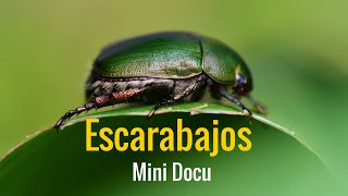 Los Escarabajos Mini Documental para Niños [upl. by Hanni940]