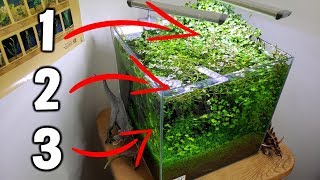 3 EASY Beginner Aquarium Plants For Your Planted Tank [upl. by Gaylor454]