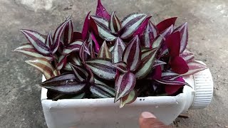 How To PropagateGrow Wandering JewTradescantia Zebrina Plant Using Stem Cutting [upl. by Eelir]