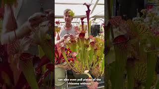 How To Propagate Sarracenia American Pitcher Plants [upl. by Aillemac]