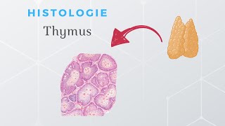 Immunologie  Histologie du Thymus [upl. by Ashla840]