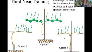 Early Training of Vines [upl. by Notnel]