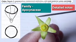 family apocynaceae  BSc 2nd year  MSc Botany [upl. by Yr]