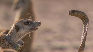 Meerkat Family Surrounds Cobra What Happens Next  BBC Earth [upl. by Cristoforo]