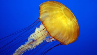 Facts The Jellyfish [upl. by Eidnas]