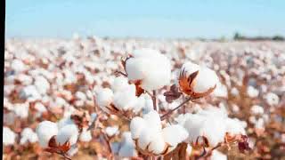 History of cotton [upl. by Kirwin664]