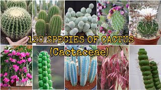 120 SPECIES OF CACTUS Cactaceae [upl. by Hgierb235]