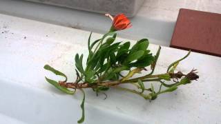 How to grow Daisies from a cutting [upl. by Iphagenia]