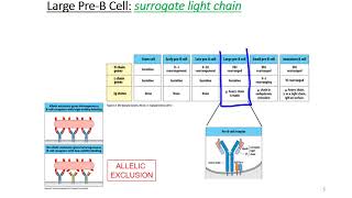 B Cell Development [upl. by Dodi]