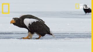 Un aigle royal combat des pygargues [upl. by Sturges]