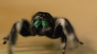 Spider hunts fly  Spider House  BBC [upl. by Duwe]