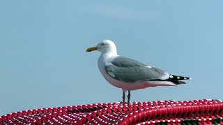 Campingplatz am Nordseestrand [upl. by Bolger]