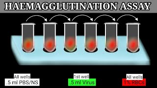 Haemagglutination Assay  HA Assay  HA Test [upl. by Brose]