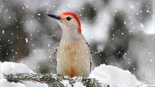 Peaceful Relaxing Instrumental Music Nature Meditation Music quotWinter Song Birdsquot by Tim Janis [upl. by Yllime531]