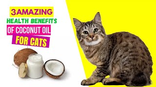 3 AMAZING Health Benefits Of Coconut Oil For Cats🐅🐈 [upl. by Nivlak]