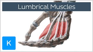 Lumbrical muscles of the Hand  Origin Insertion amp Function  Anatomy  Kenhub [upl. by Barbabra582]