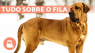 FILA BRASILEIRO 🔥 Características cuidados e educação [upl. by Skoorb]