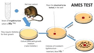 1 Neoplasia part 1 definition how it relates to cancer [upl. by Imalda]