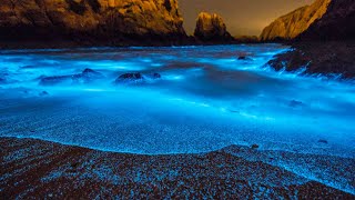 What Is Bioluminescence [upl. by Kati]