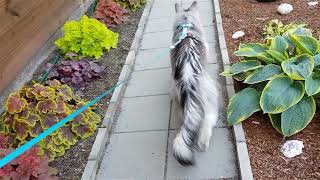 Maine Coon Felix The daily walk [upl. by Farand]