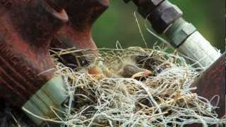 A Journey in Nature  Sandhill Crane Documentary in Central Nebraska [upl. by Keir]