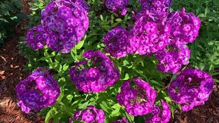 Briefly about Phlox Plantingdividing perennial phlox and care [upl. by Eedahs]