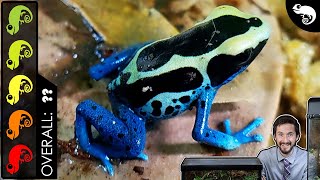 Poison Dart Frog The Best Pet Amphibian [upl. by Nhtanhoj964]