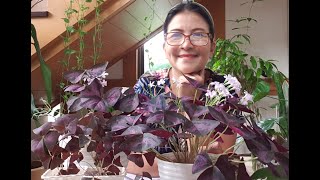 PURPLE SHAMROCK OXALIS TRIANGULARIS CARE TIPS [upl. by Aierdna]