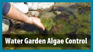 Water Gardens  Algae Control  Algae Treatment for Ponds [upl. by Tema320]