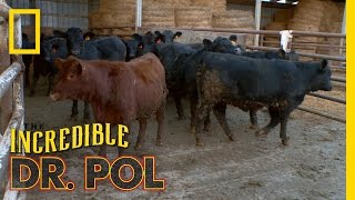 Bloated Bovine Emergency  The Incredible Dr Pol [upl. by Georges]