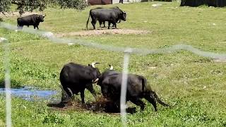 Espectacular pelea de toros pelea a muerte [upl. by Nekcarb]