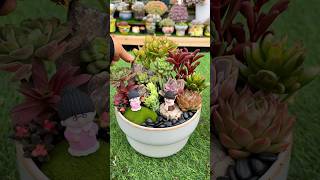 Beautiful succulent DIY ideas 多肉植物 다육이들 Suculentas [upl. by Yousuf]