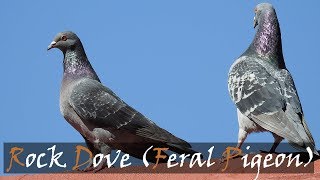 Rock Dove Columba livia Feral Pigeon Bird Call  Stories Of The Kruger [upl. by Blunk734]