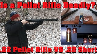 Is an Average Pellet Rifle Deadly 22 Pellet Rifle VS 22 Short [upl. by Noli]