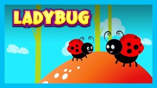 LADYBUG  Nursery Rhymes For Kids  English Poems For Kids  Animated Videos [upl. by Nnyroc]