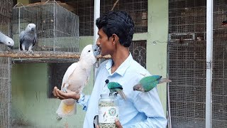 Surprising New Home For Manka The Moluccan Cockatoo  Best Bird Cage House For Keeping At Home [upl. by Harcourt]