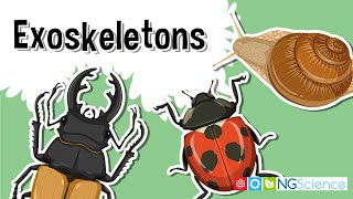 Exoskeletons – The Armor of the Arthropods [upl. by Andonis]