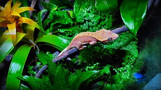 quotGecko Forestquot  Bioactive Terrarium for Crested Gecko  STEP BY STEP [upl. by Shepley]