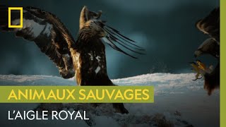 Majestueux aigle royal [upl. by Maxia]