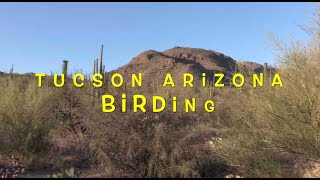 Tucson Arizona Birding Late Spring [upl. by Jose]