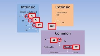 Fibrinolysis Thrombolysis and Anticoagulation [upl. by Eiser]