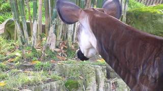 OKAPI [upl. by Pierrette]