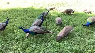 Detroit Zoo  Educational Lesson All About Peafowl [upl. by Kerrin]