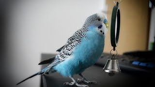 Parakeet sounds  Budgie singing to mirror [upl. by Bashemeth]